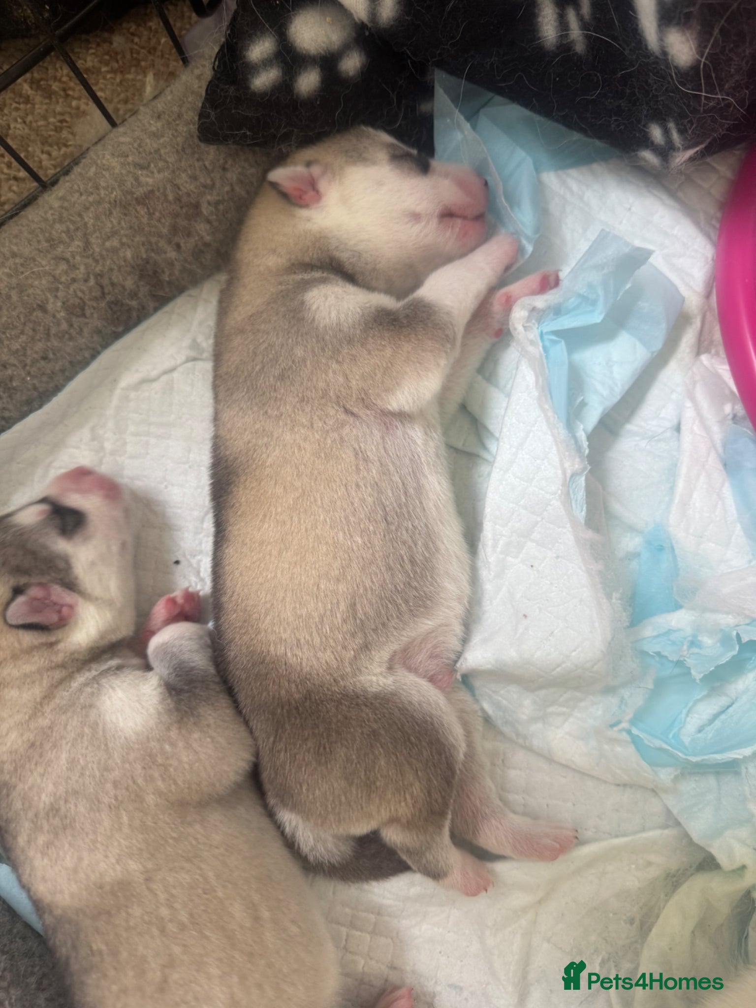 Siberian Husky dogs for sale: Husky puppies for sale  in Saltcoats - Advert 2