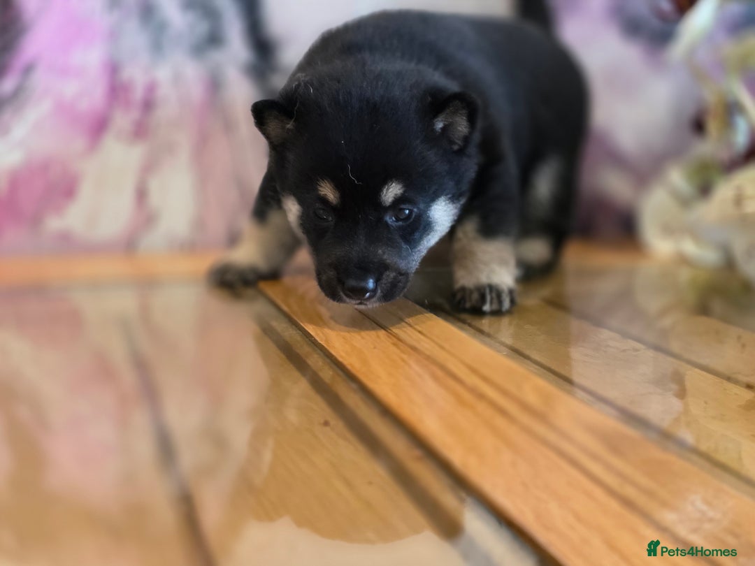 Japanese Shiba Inu dogs for sale: Japanese Shiba Inu - Image 6