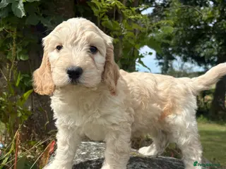 Cockapoo dogs Ready to leave, vaccinated Gorgeous F1 Cocapoos - Advert 14