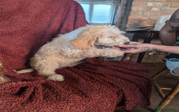 Cockapoo dogs for sale: Cockapoo x - Image 2