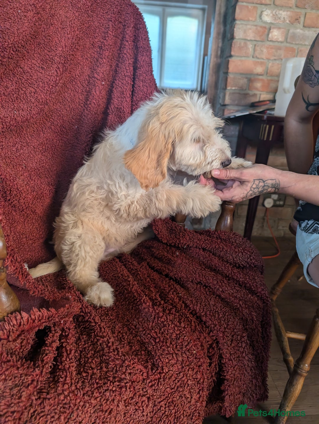 Cockapoo dogs for sale: Cockapoo x - Image 2