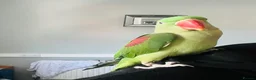 Parrots birds for sale: Baby hand tame Alexandrian Parrot  in Uttoxeter - Advert 6
