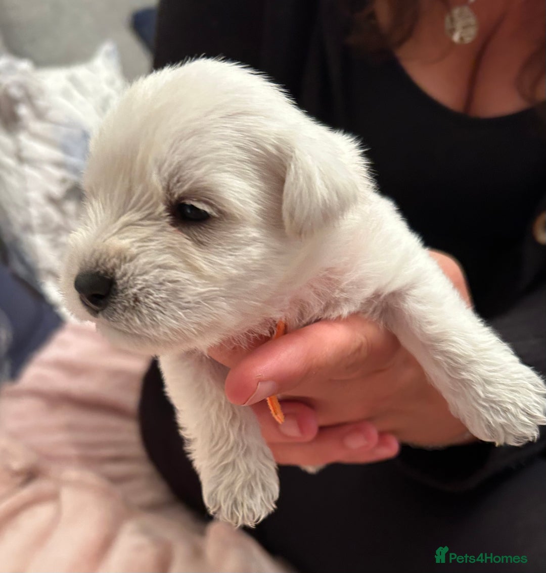 Miniature Schnauzer dogs for sale: Stunning KC Reg Miniature Schnauzers  - Image 8