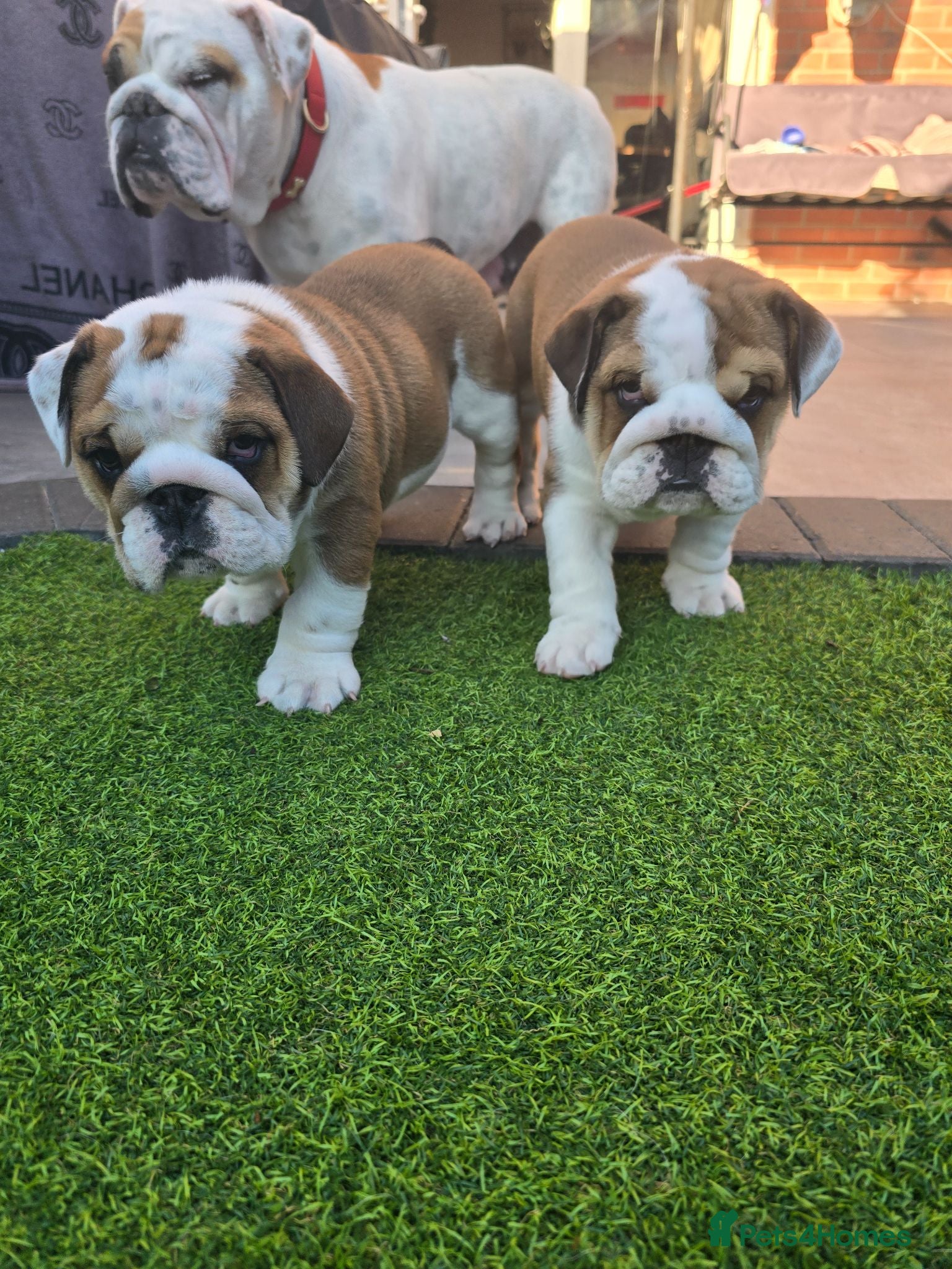 English Bulldog dogs 🐾 Ready next week red/white bulldog pups 🐶 - Advert 2