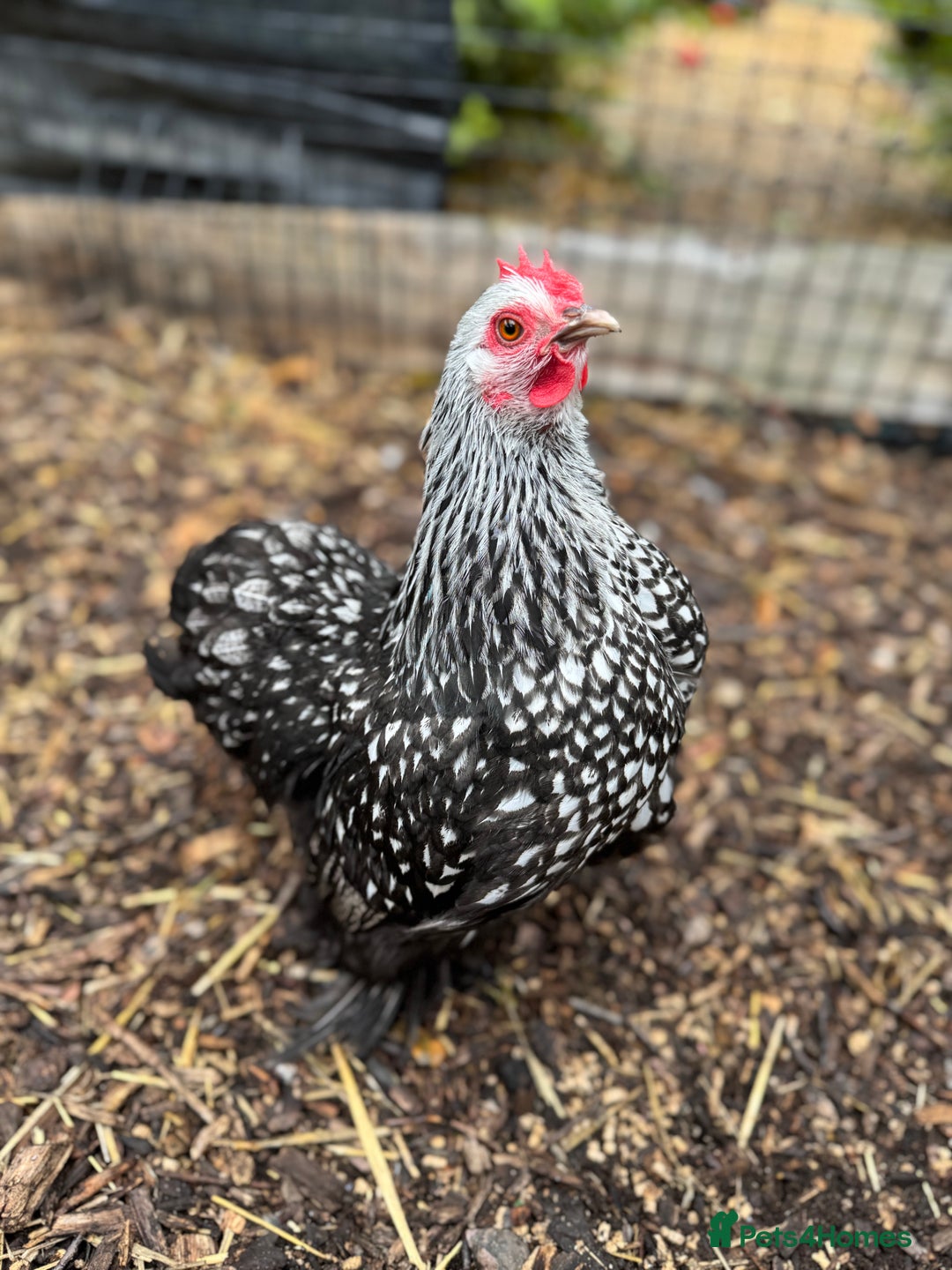 Chickens poultry for sale: Trio of Lace Wing Pekin Bantams - Image 5