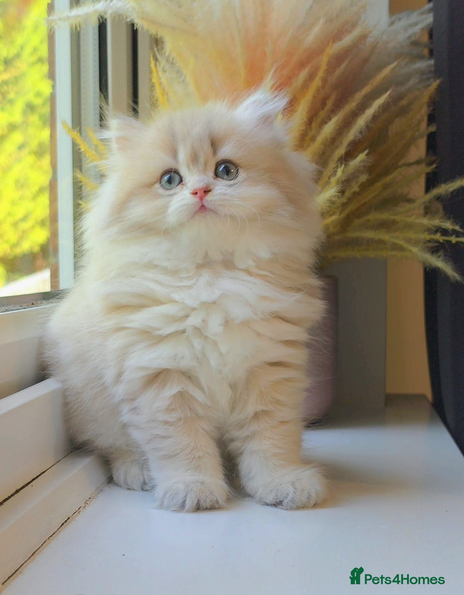 British Longhair cats Rare Blue Golden British Longhair Girl | GCCF - Advert 2
