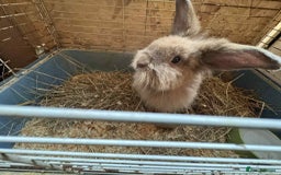 English Lop rabbits for sale: rabbits for sale ready to go  - Image 10