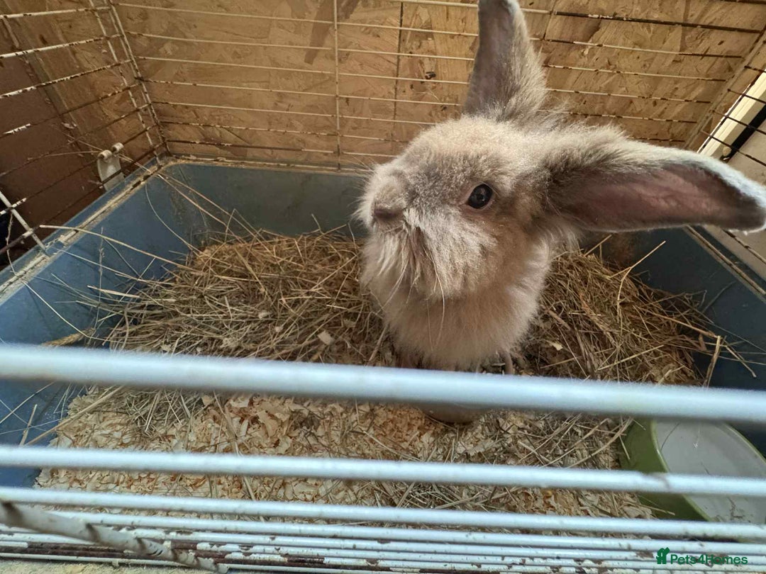 English Lop rabbits for sale: rabbits for sale ready to go  - Image 10
