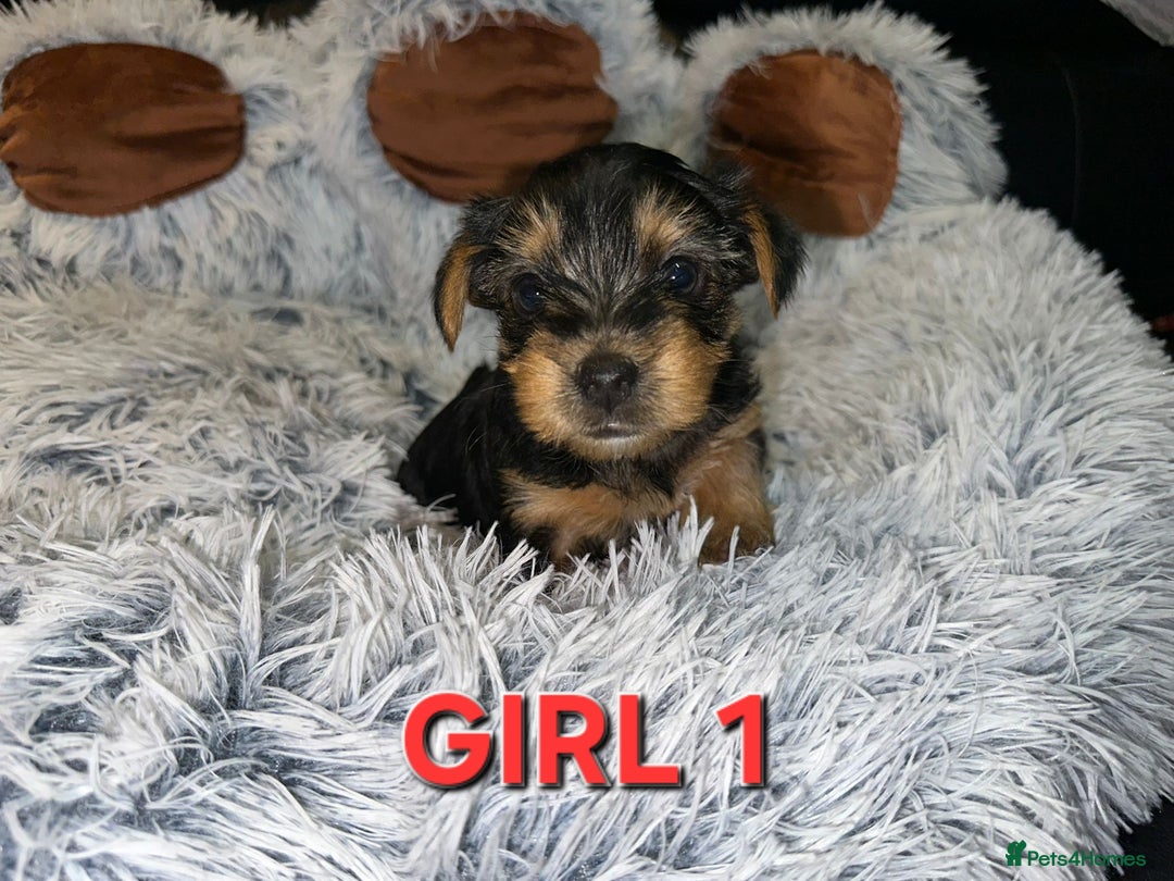 Yorkshire Terrier dogs for sale: 💕🐾Adorable PEDIGREE YORKSHIRE TERRIER Pups🐾💕  - Image 9