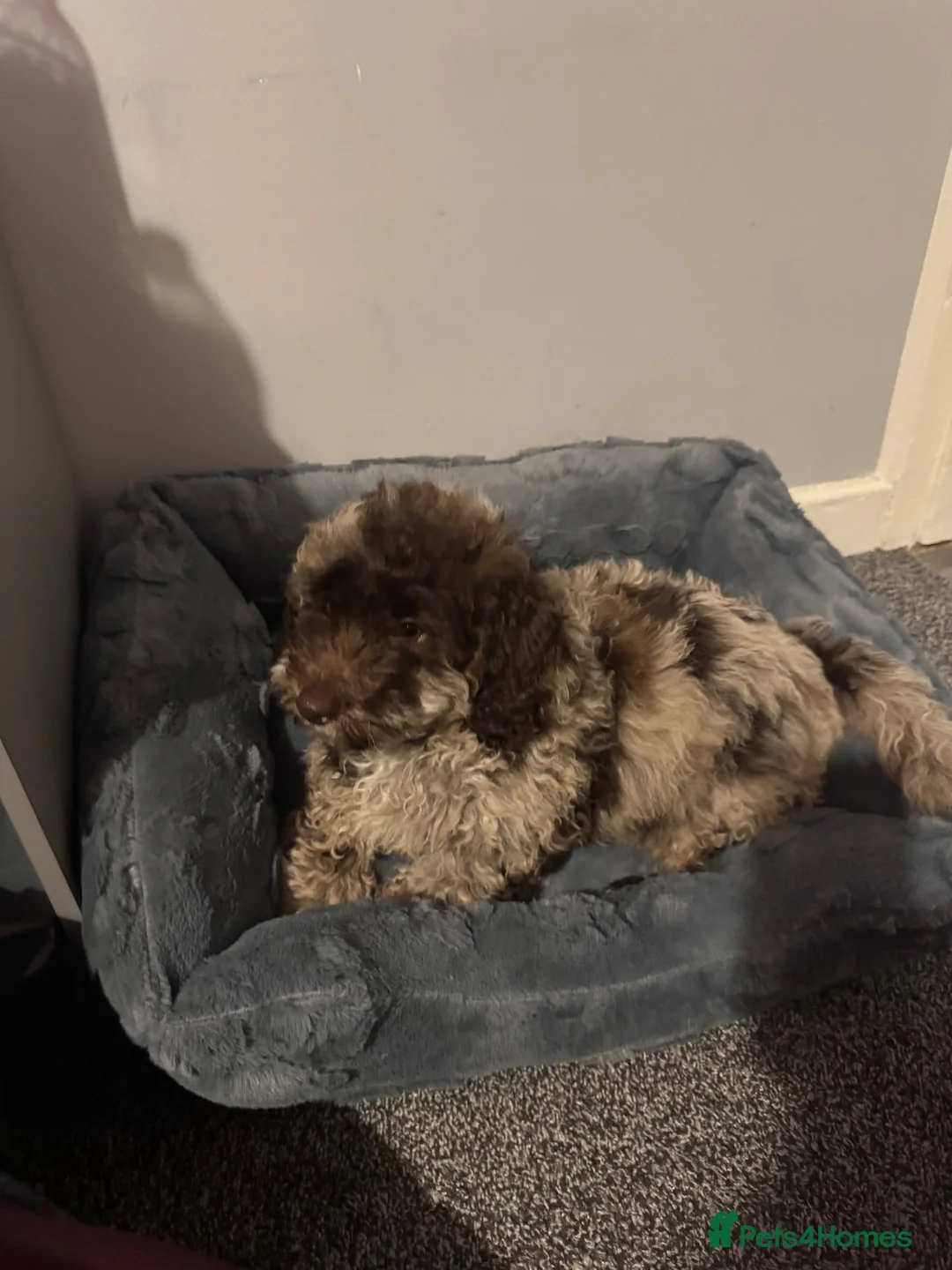 Cockapoo dogs for sale: Merle Cockerpoo Male in Sittingbourne - Advert 2