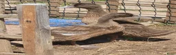 Ducks poultry for sale: Pair of female khaki campbell ducklings - Advert 1