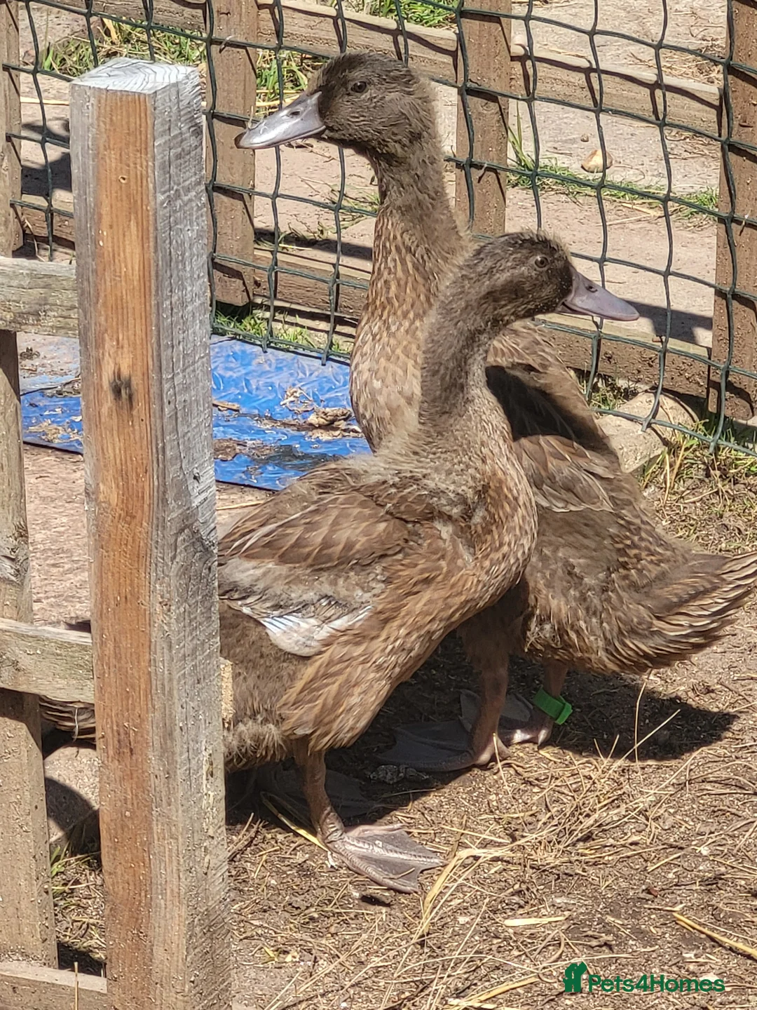 Ducks poultry for sale: Pair of female khaki campbell ducklings - Advert 1