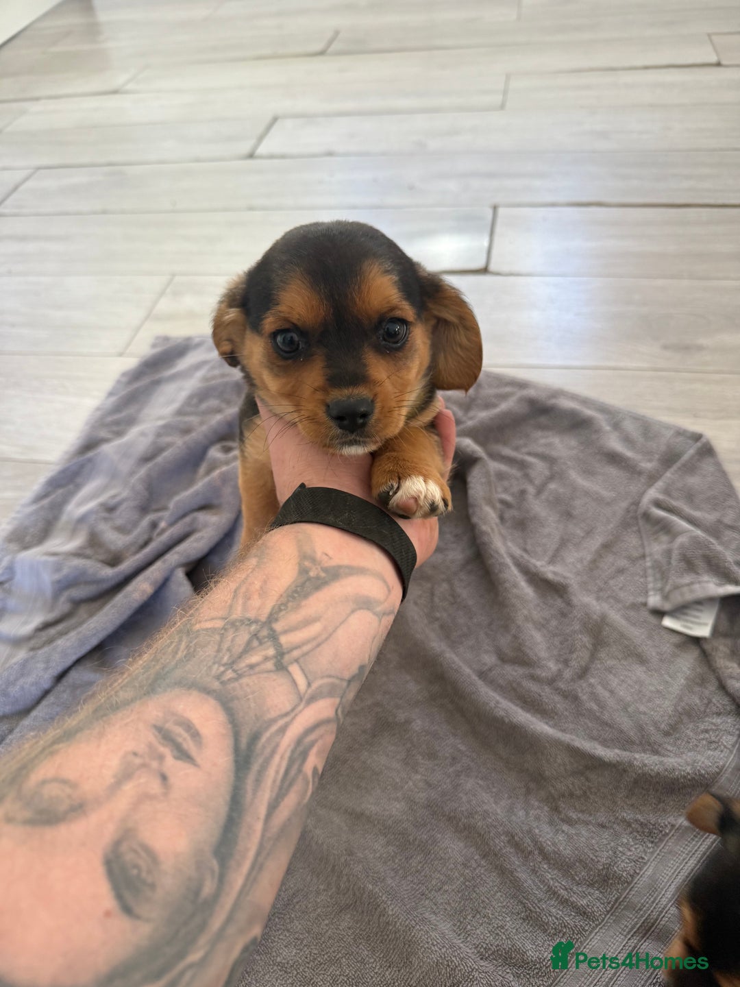 Mixed Breed dogs for sale: 🐶 Adorable 8-Week-Old Caverjack Puppies for Sale - Image 5