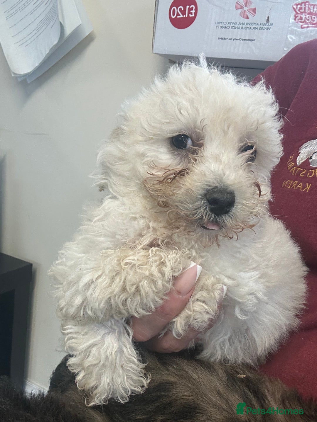 Poochon dogs for sale: Poochon puppies ready now  - Advert 5