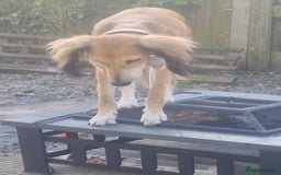 Saluki dogs for sale: 3 year old saluki girl - Image 7