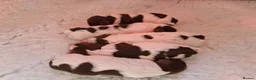 English Springer Spaniel dogs for sale: Working English Springer Spaniel puppies in Wrexham - Advert 4