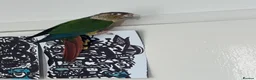 Conures birds for sale: Rare Colour Young Indian Ringneck Parrot & Conures - Advert 4