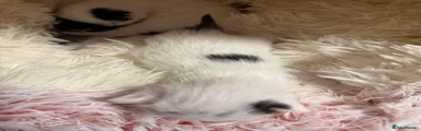 Mixed Breed Kitten 4