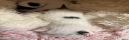 Mixed Breed cats for sale: Adorable Fluffy Kittens. Matilda’s 1st Litter 🐾 - Advert 4