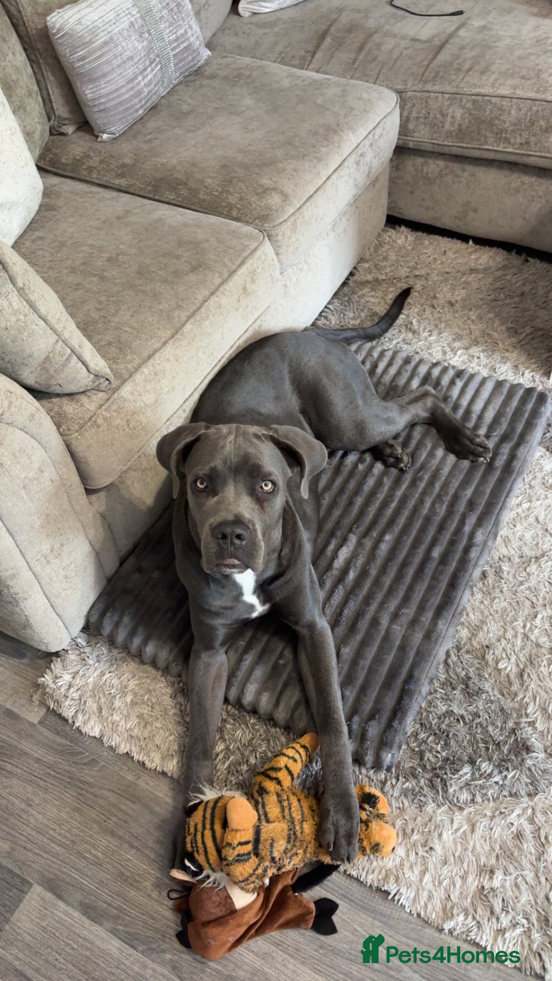 Cane Corso dogs for sale: Cane corso - Image 4