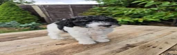 Standard Poodle dogs for sale: Parti Colour Fox Terrier x Standard Poodle Pups - Advert 28