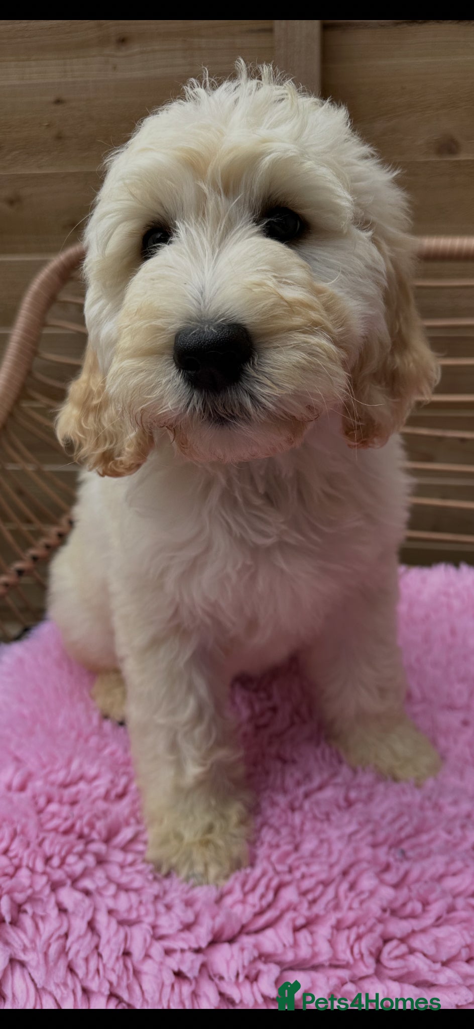 Goldendoodle dogs Goldendoodle F1b standard, health tested parents - Advert 3