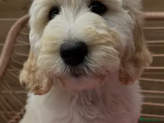 Goldendoodle dogs Goldendoodle F1b standard, health tested parents - Advert 3