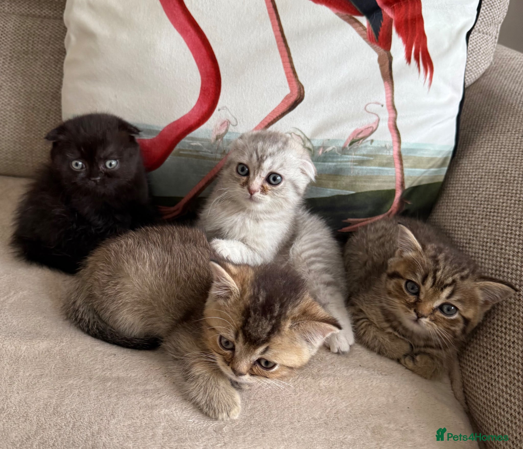 Scottish Fold cats Scottish fold and straight - Advert 11