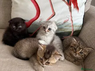 Scottish Fold cats Scottish fold and straight - Advert 11