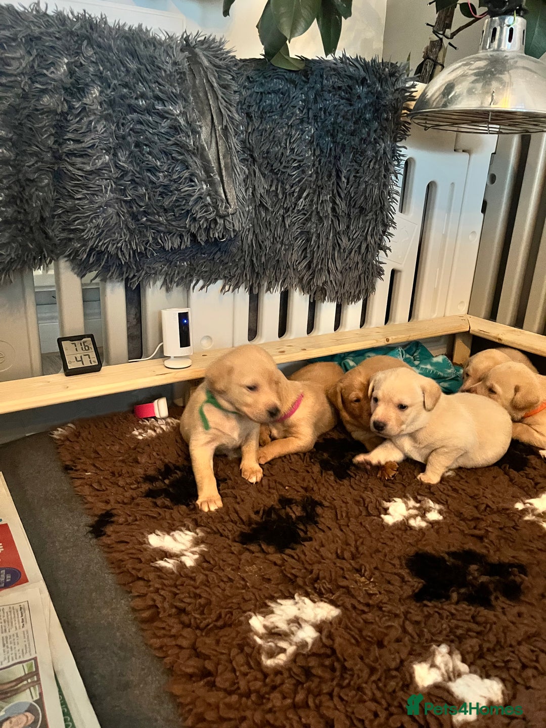 Labrador Retriever dogs for sale: Labrador Retriever Puppies for sale  - Advert 21