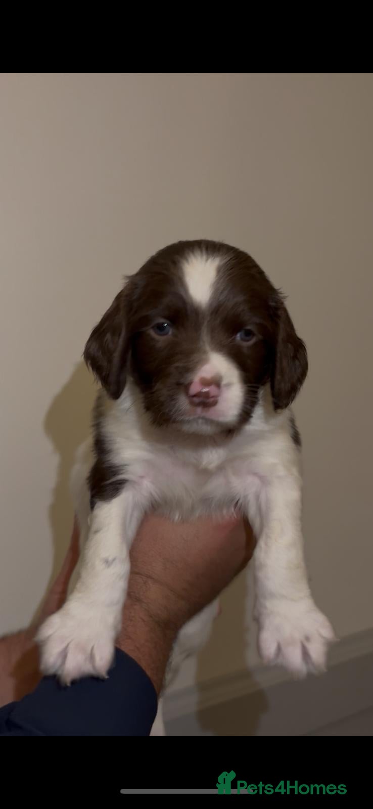 English Springer Spaniel dogs 🔥Seriously well bred springer spaniel pups - Advert 3