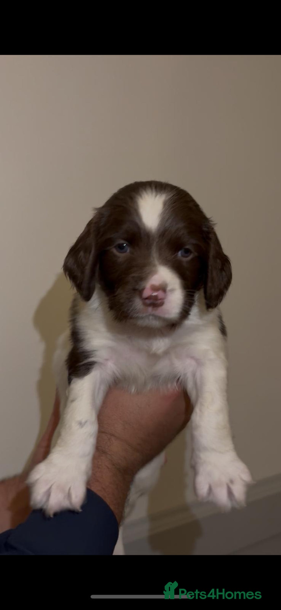 English Springer Spaniel dogs for sale: 🔥Seriously well bred springer spaniel pups - Advert 5