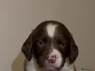 English Springer Spaniel dogs 🔥Seriously well bred springer spaniel pups - Advert 3