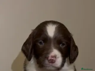 English Springer Spaniel dogs 🔥Seriously well bred springer spaniel pups - Advert 12
