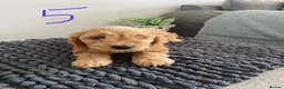 Cockapoo dogs for sale: F1 Cockapoo puppies. Apricot roan - Advert 5