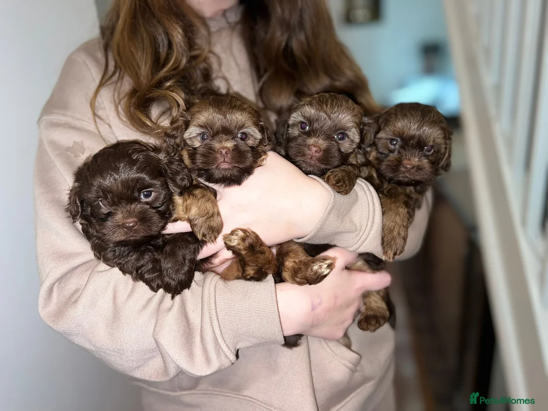 Shihpoo dogs for sale: Shih poo puppy’s  - Advert 9