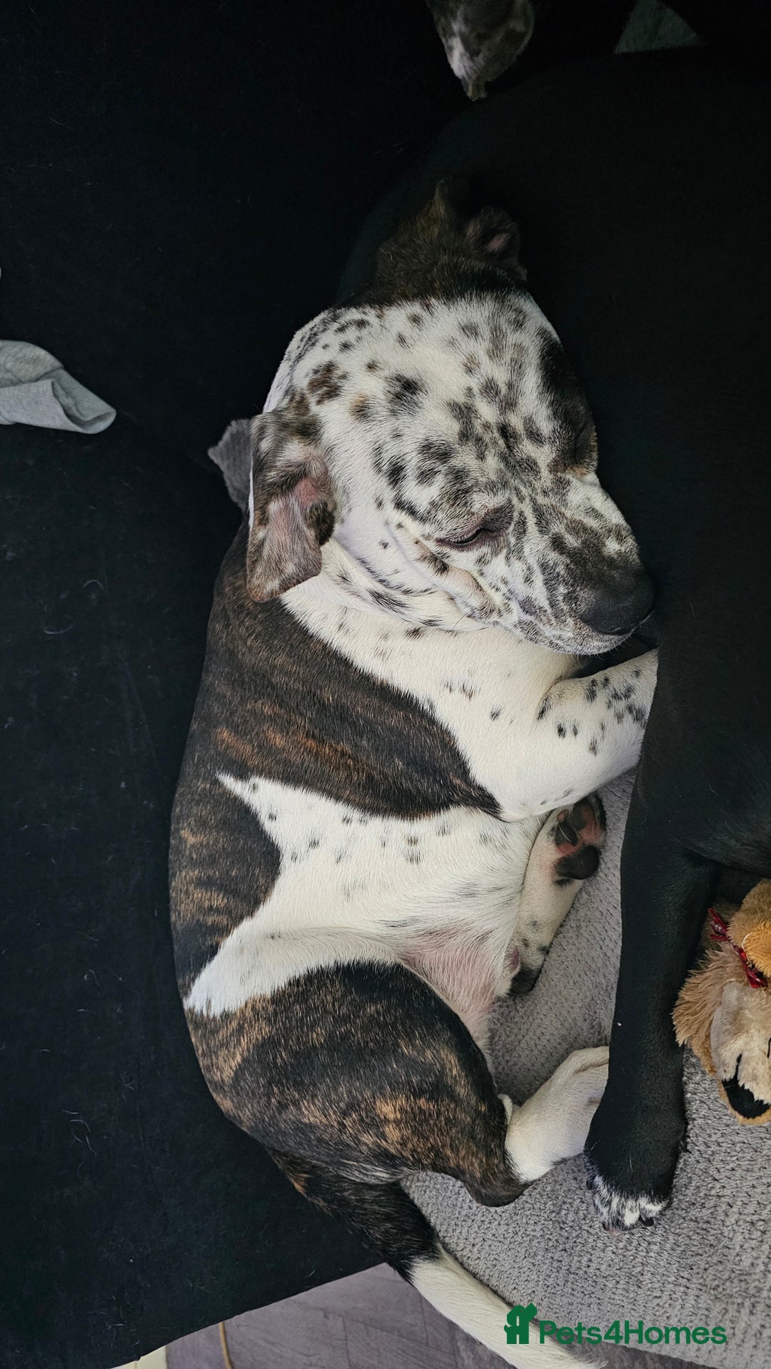 Mixed Breed dogs for sale: 2yr old Male for sale - Advert 3