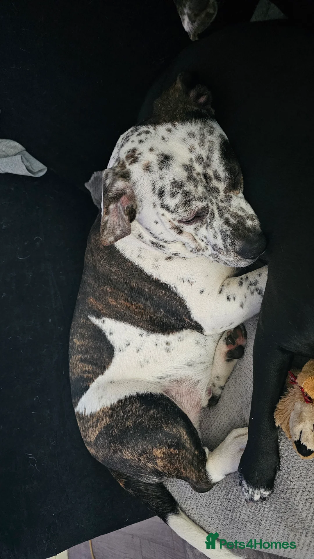 Mixed Breed dogs for sale: 2yr old Male for sale - Advert 2