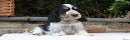 Cocker Spaniel dogs for sale: Extensively Health tested Parents & UNIQUE colours - Advert 9