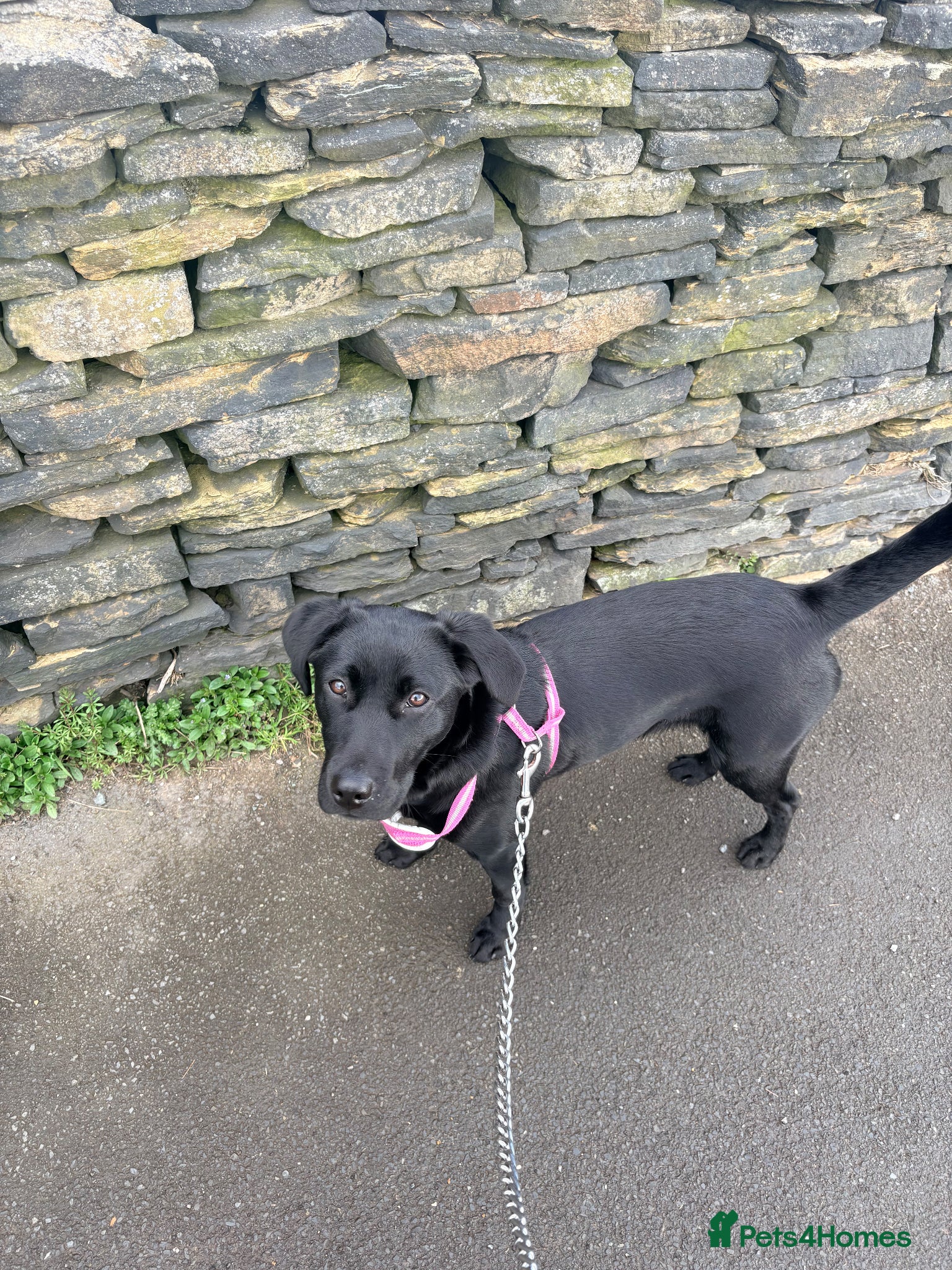 Labrador Retriever dogs Black Labrador  - Advert 2