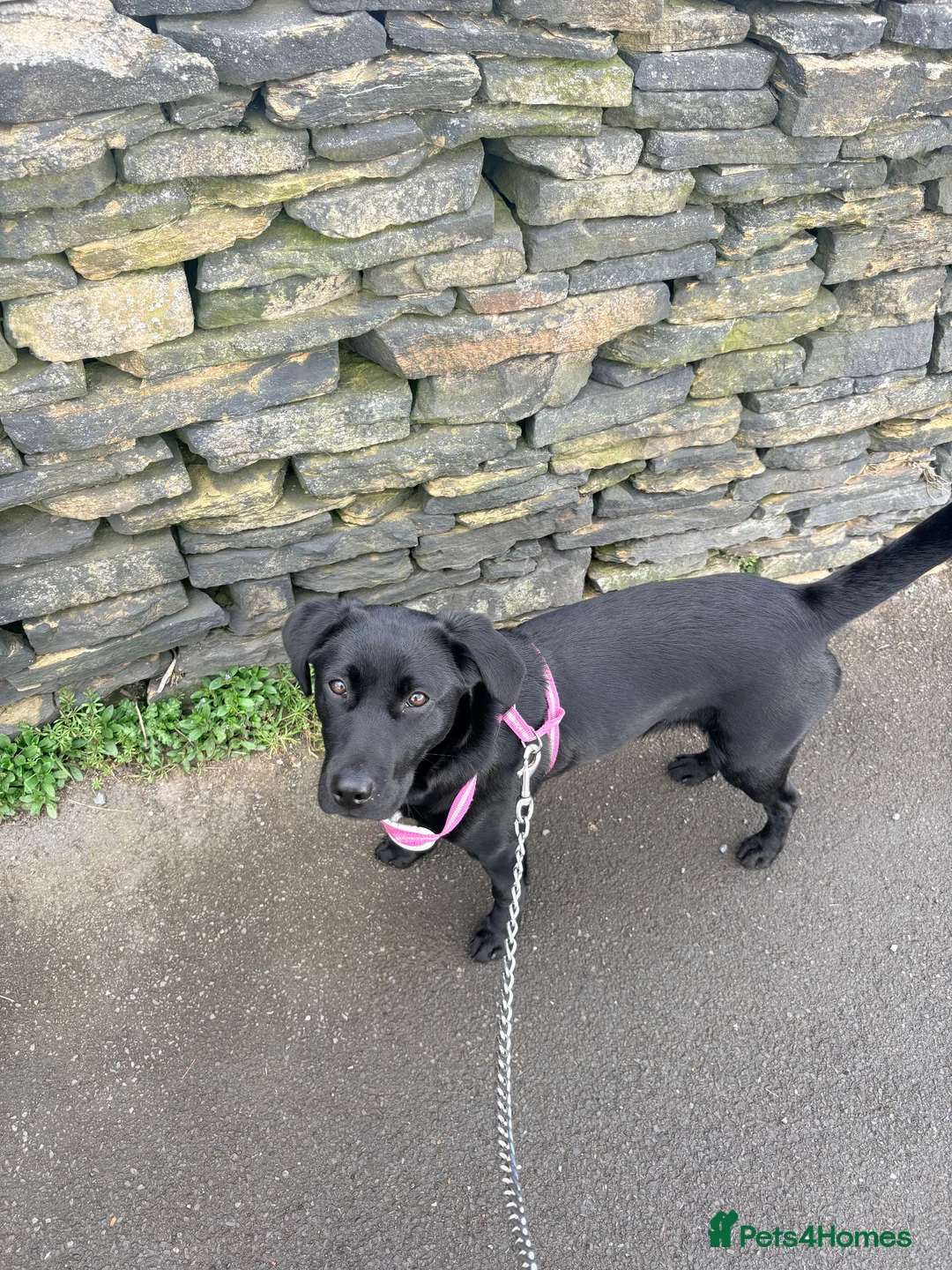 Labrador Retriever dogs for sale: Black Labrador  in Halifax - Advert 1