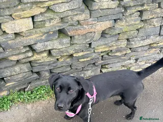 Labrador Retriever dogs Black Labrador - Advert 3