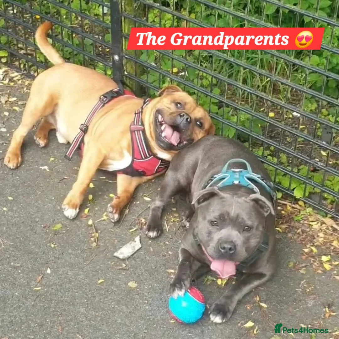 Staffordshire Bull Terrier dogs for sale: FUTURE LITTER ANNOUNCEMENT - Advert 3