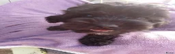 Cockapoo dogs for sale: 5 Cockapoo ready now liensed breeder  - Advert 17