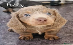 Dachshund dogs for sale: Beautiful dachshunds puppys - Image 9