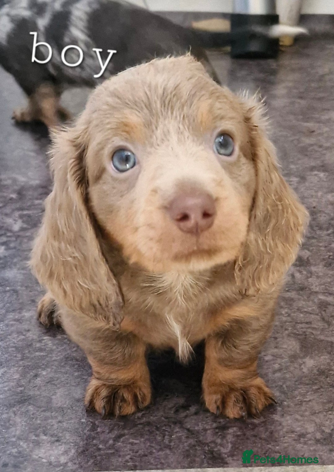 Dachshund dogs for sale: Beautiful dachshunds puppys - Image 9