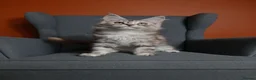 Maine Coon cats for sale: Maine coon 🧡🖤🩶 ready to leave - Advert 10