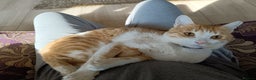 Mixed Breed cats for adoption: TIKI - RARE GINGER GIRL-FULL OF PERSONALITY & FUN  - Advert 4
