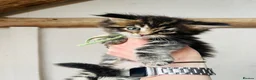Maine Coon cats for sale: Stunning pedigree Maine coon kittens TICA  - Advert 9