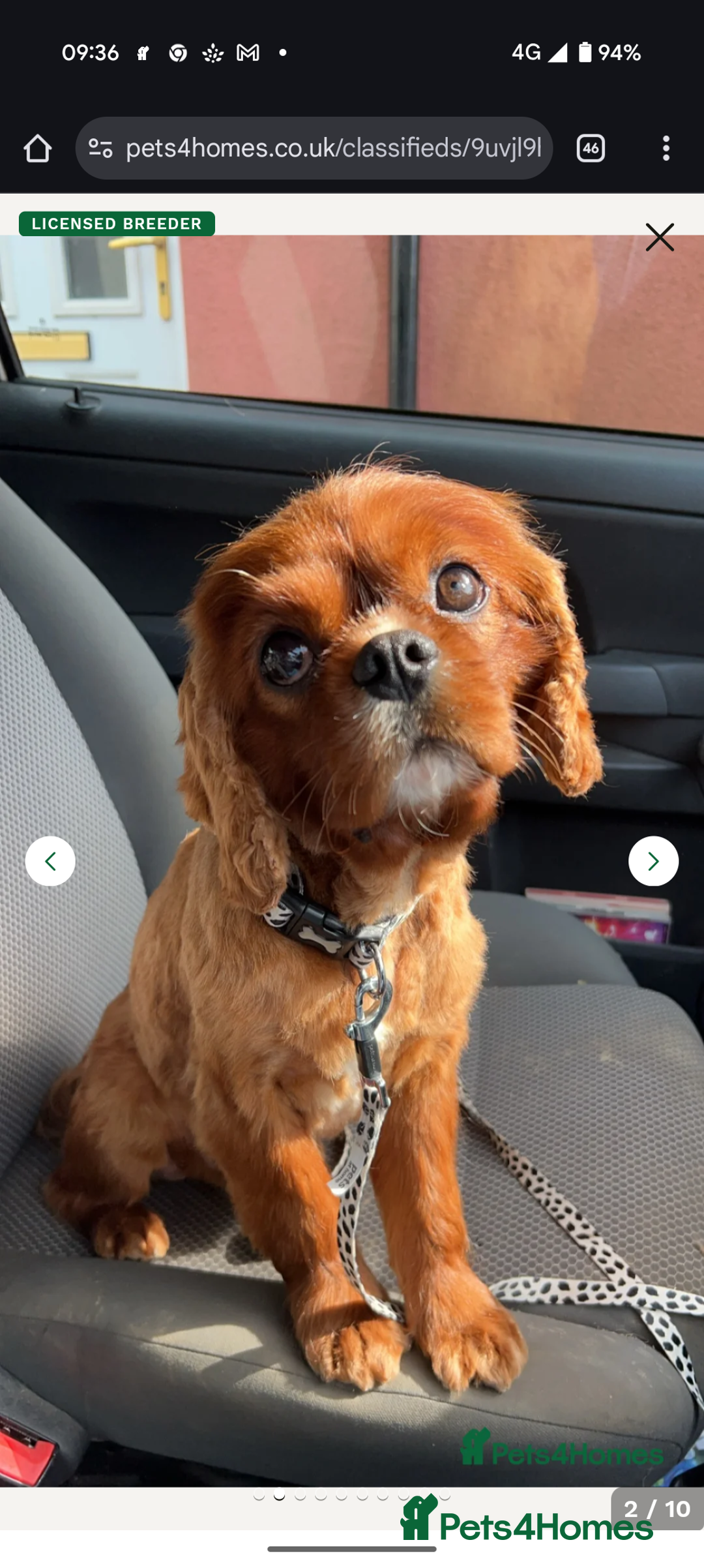 Cavalier King Charles Spaniel dogs for sale: 2 Stunning Girls - Image 7